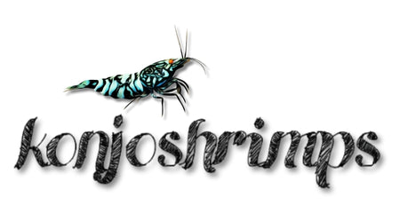 Alexander Brunck konjoshrimps 